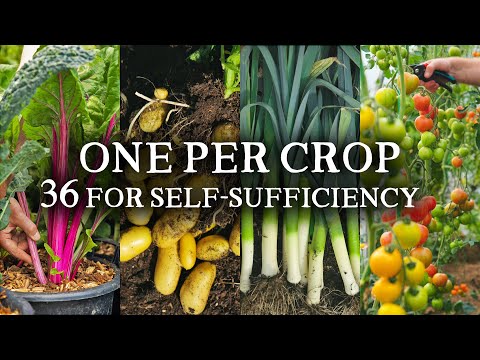My #1 Variety for Every Crop (36 Vegetables for Self-Sufficiency)