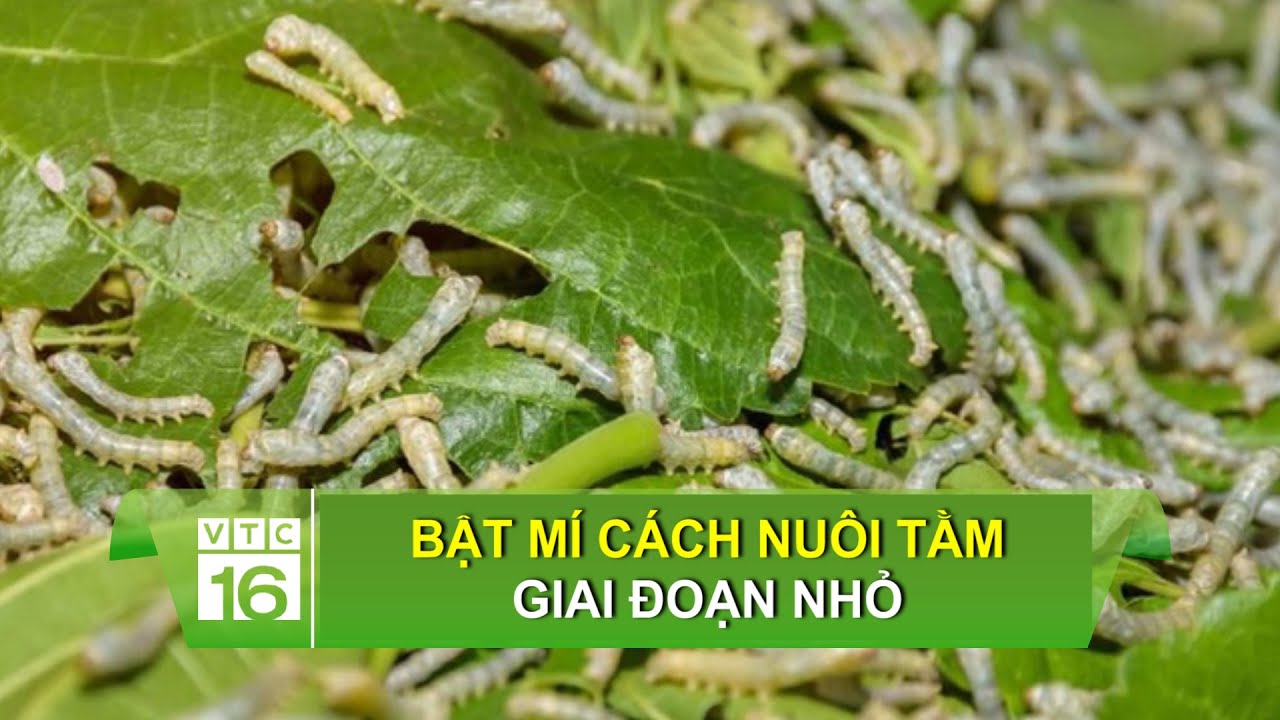 Bật mí cách nuôi tằm giai đoạn nhỏ | VTC16