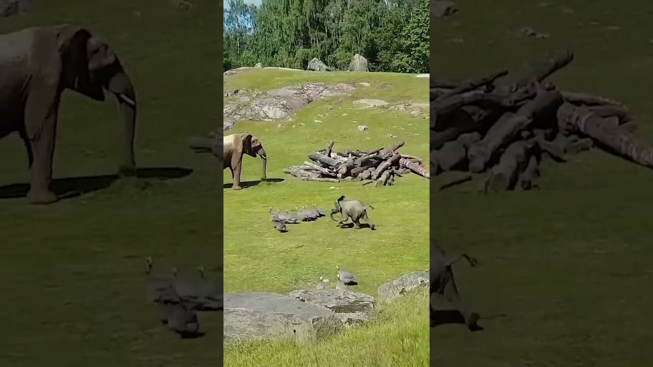 Adorable Pets in Action 🐾 | Cutest and Funniest Moments Ever! 😍❤️