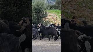 Seydikemer Gölbent Mahallesinde En Güzel En Özel Hâli İle Doğal Yaşam Merkezi.💞🥰❤️🏡💐🥀🐄👌👌🤘