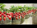 The best ideas for growing vegetables potatoes strawberries and eggplants youve ever seen