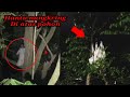 Hantu nangkring di atas pohon 5 penampakan hantu terseram yg terekam kamera