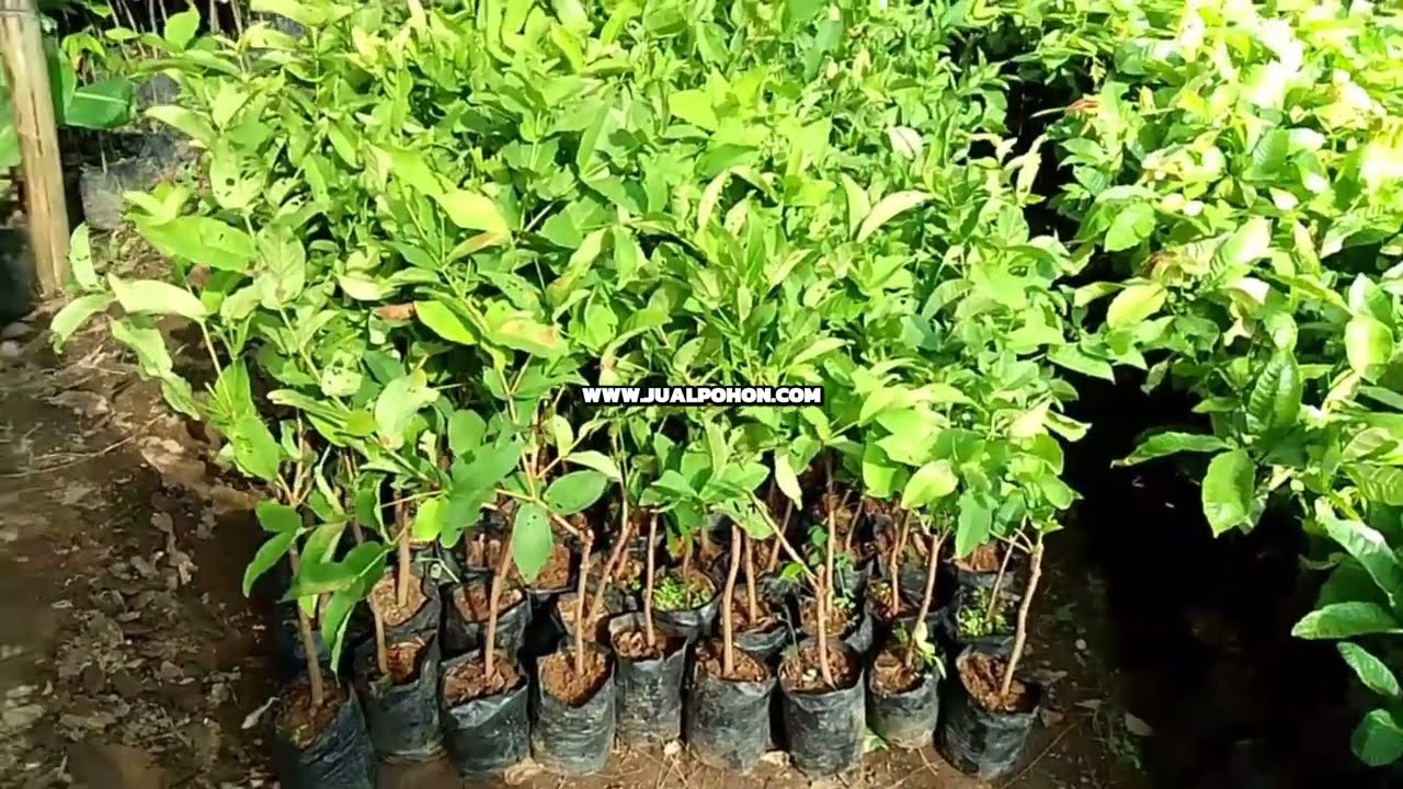 Tanam Sekarang! Bibit Jambu Air Kancing Berkualitas