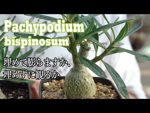これぞ塊【根】!? パキポディウム・ビスピノーサムの品種紹介
