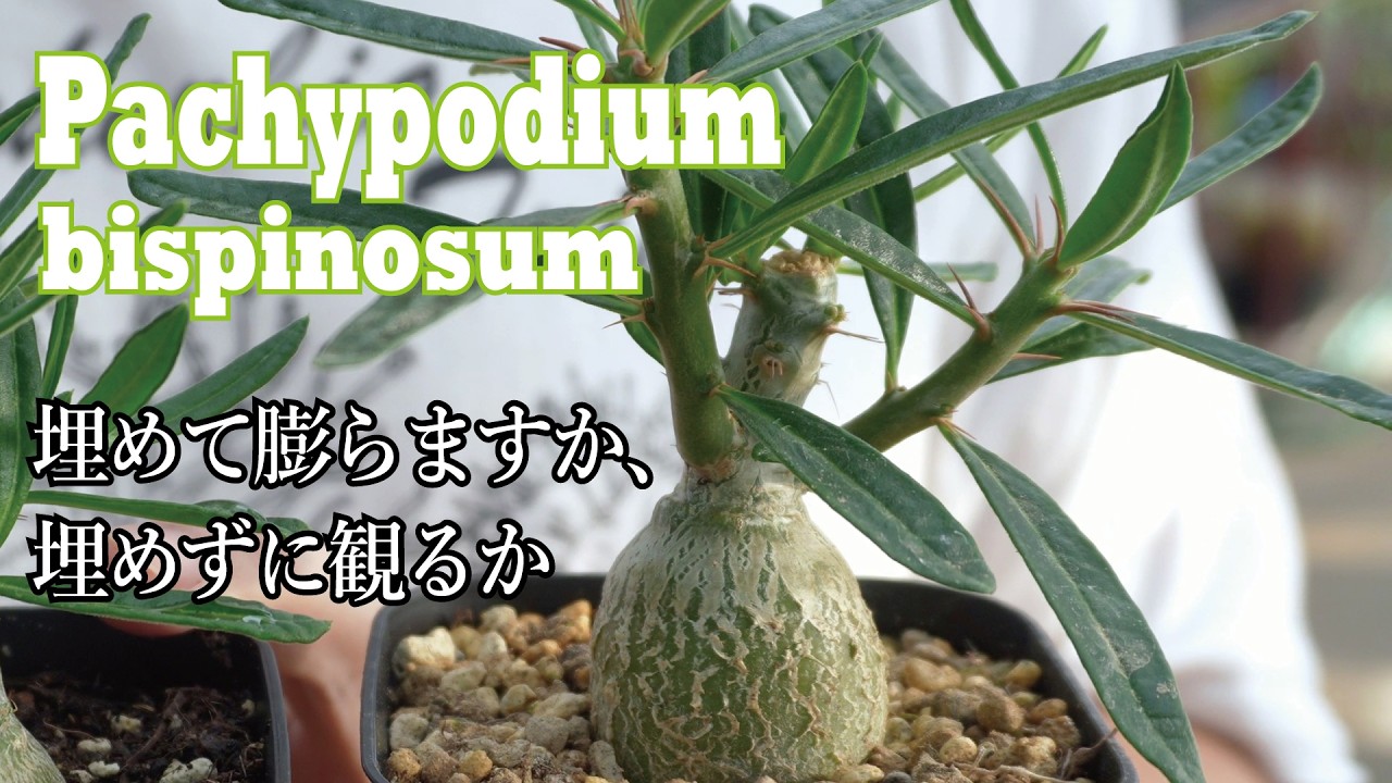 これぞ塊【根】!? パキポディウム・ビスピノーサムの品種紹介