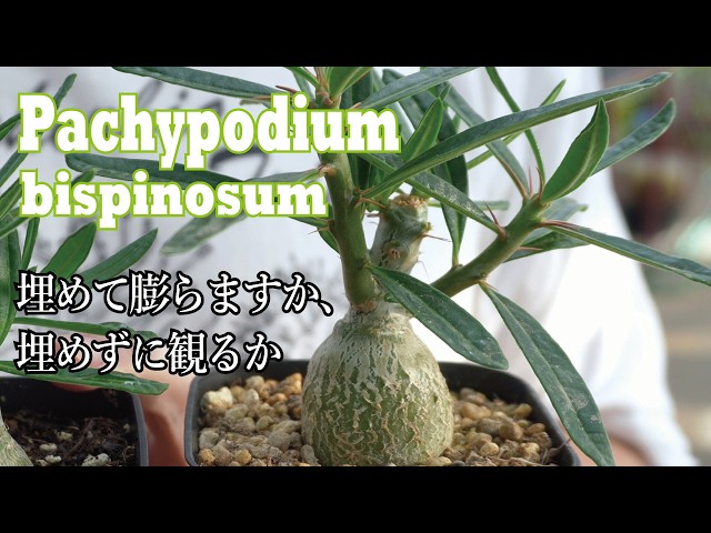 →アガベ→パキポ→チタノタ→グラキリス→ビスピノーサム→など これぞ塊【根】!? パキポディウム・ビスピノーサムの品種紹介