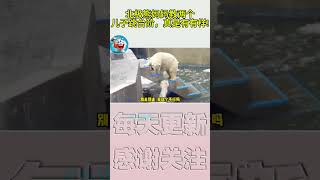 搞笑動物系列第1205集 北极熊妈妈教两个儿子跳台阶，真是有有样! #搞笑 #喵哥是萌新 #搞笑视频 #搞笑 #喵哥是萌新 #搞笑视频 #黃狗 #panda #寵物友善日常 #黃狗 #寵物友善日常