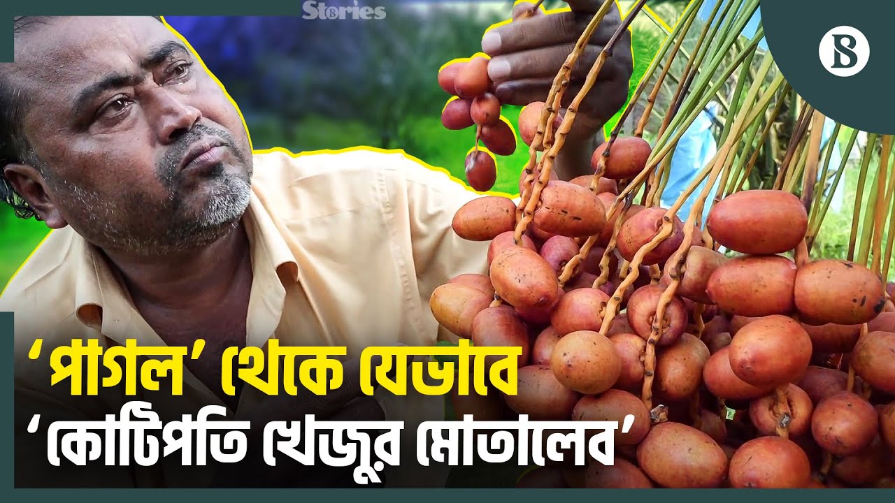 বছরে আয় ৫০ লাখের বেশি, কী কৌশল কৃষক মোতালেবের? | Mymensingh | Date Farming | The Business Standard