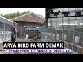 sukses cetak bakalan perkutut kualitas lomba, ARYA BIRD FARM demak