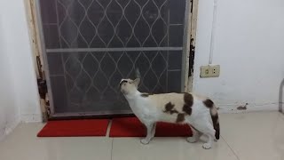 Cat Lets Herself In! || ViralHog