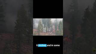 Deforestation – The Feedback Loop