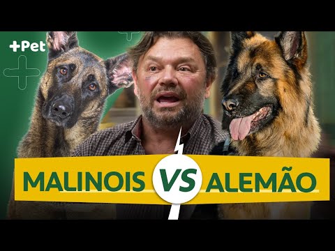 Vídeo: Qual cão é melhor malinois belga ou pastor alemão?