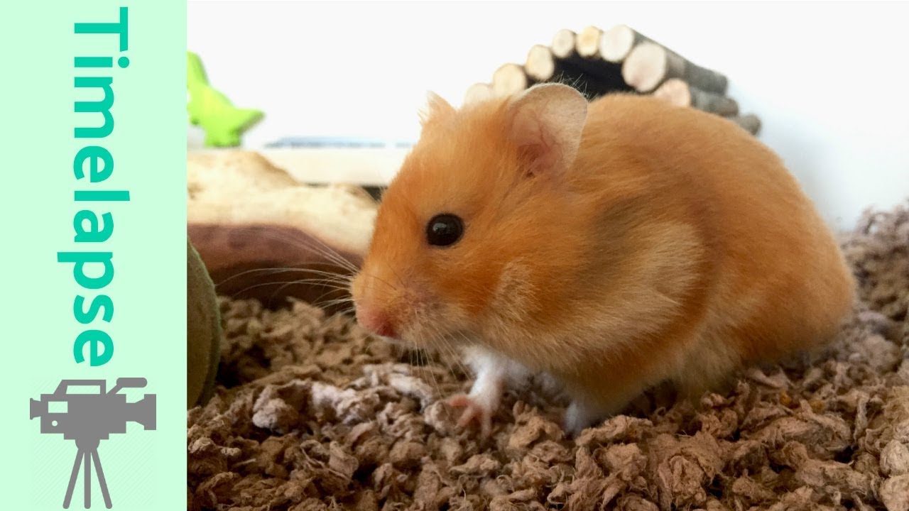 Image result for Hamster Cage Cleaning | Timelapse - YouTube
