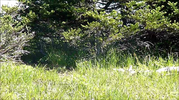 The Goats are Alive