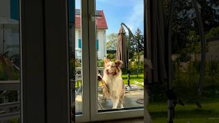 My dog opens the door when I please him in a nice way #dogs #funny #dog #dogtraining #aussie #fyp