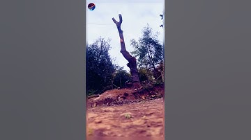 The logger’s masterful skills #satisfying #asmr #giant #tree #oddlysatisfying