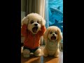 😭Poor Puppies Are Trapped on Shark Island 💔🐶