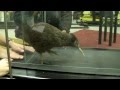 Kiwi on a treadmill