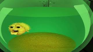 4K 60FPS Original Meme Fish Yellow Singing Pufferfish
