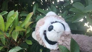 Raccoon Plush