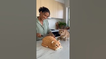 She Cuts a Cat Cake — and the Real Cat Freaks Out! | ‘Calma, é só bolo!