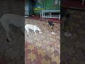 Feeding Two Hungry Dogs 🐶❤️ | Street Dog Seva | Kindness &amp; Humanity | Viral Shorts