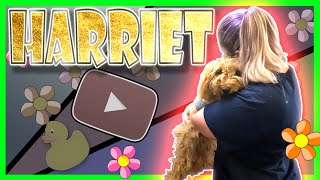 SHOCKING!! EXTREMELY MATTED DOG, watch this emotional rescue (Harriet submits to our helping hand)