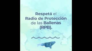 Comenzó la temporada de avistamiento de ballenas y te damos algunos tips para observarlas.