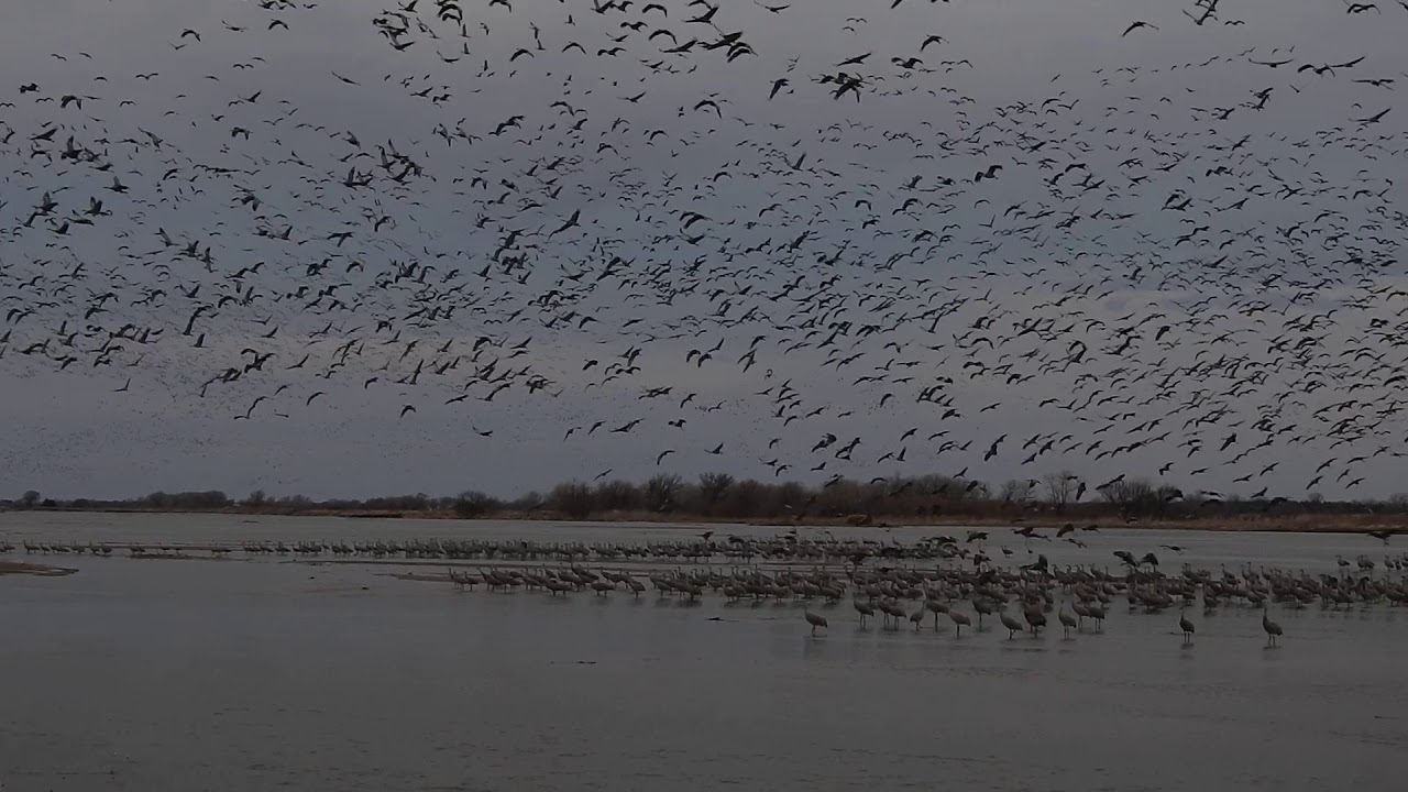 Lesser Sandhill Cranes, Rowe Sanctuary, Gibbon, Nebraska (National