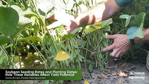 Soybean Seeding Rates and Planting Dates: How These Variables Affect Yield Potential