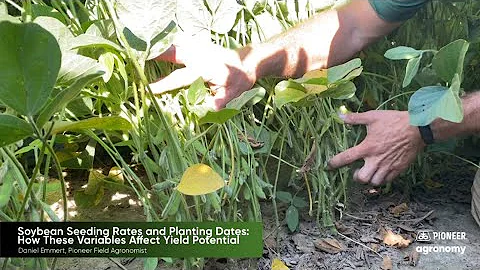 Soybean Seeding Rates and Planting Dates: How These Variables Affect Yield Potential