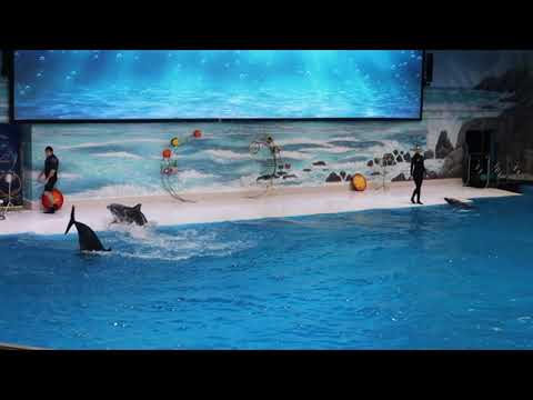 Dubai Dolphinarium