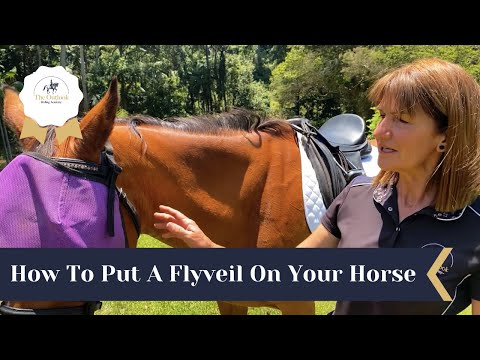 How To Put A Flyveil On Your Horse - The Outlook Riding Academy