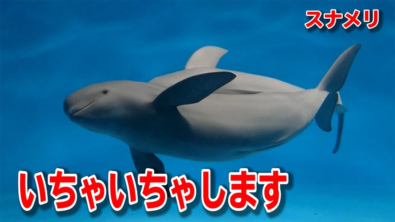 水族館であなたも見ることができる 小さなクジラ スナメリの愛情表現 Youtube