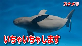 水族館であなたも見ることができる「小さなクジラ」スナメリの愛情表現！