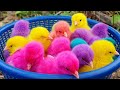 Catching chickenscute chickensrainbow chickenscolorful chickensrainbow chickensanimals cute 102