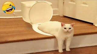 New Funny Animals 🤣 Funniest Cats and Dogs Videos 😹🐶 Part 12