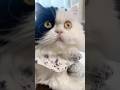 全くノリきれない猫 vs 必死な飼い主 #元野良猫