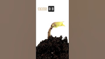 Time lapse, germinating bean | #beautiful #growingseeds #timelapse