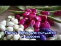 ПОЛЬЗА БОБОВ ДЛЯ ПОХУДЕНИЯ И ЗДОРОВЬЯ