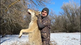 охота на волка в Астрахани 2023
