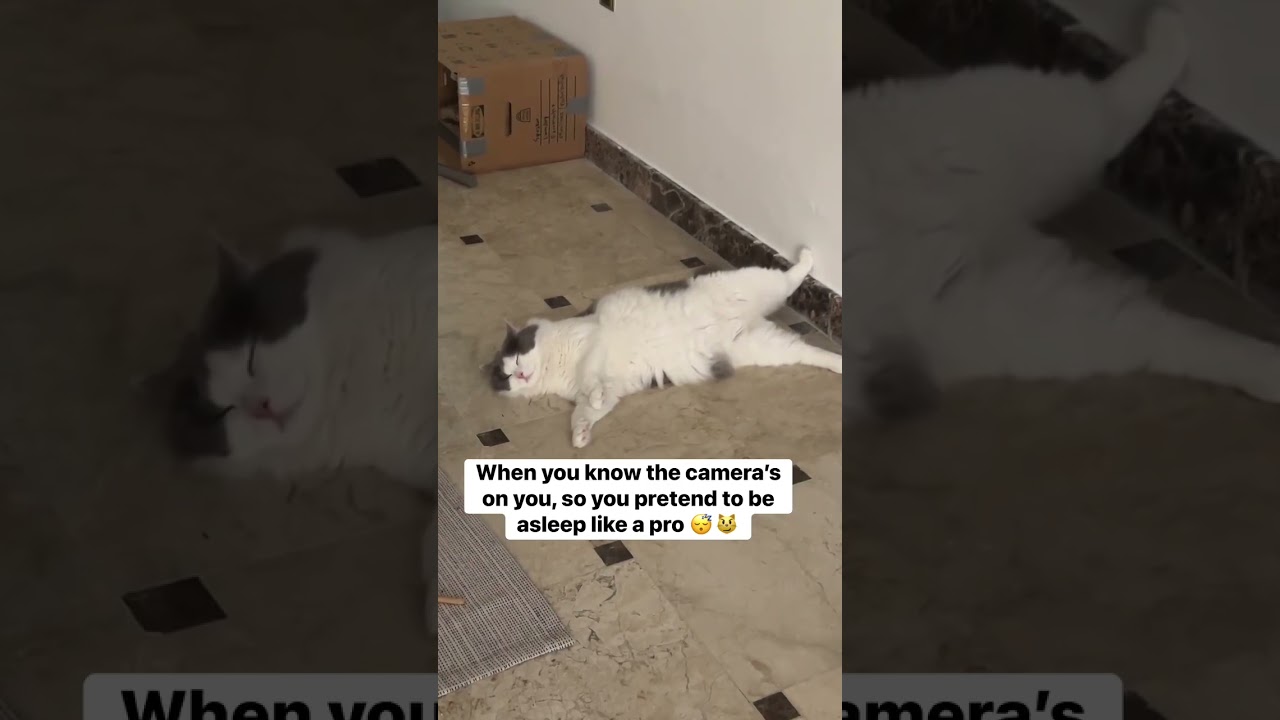 Loki doing what he does best - acting innocent while totally aware of the spotlight! 