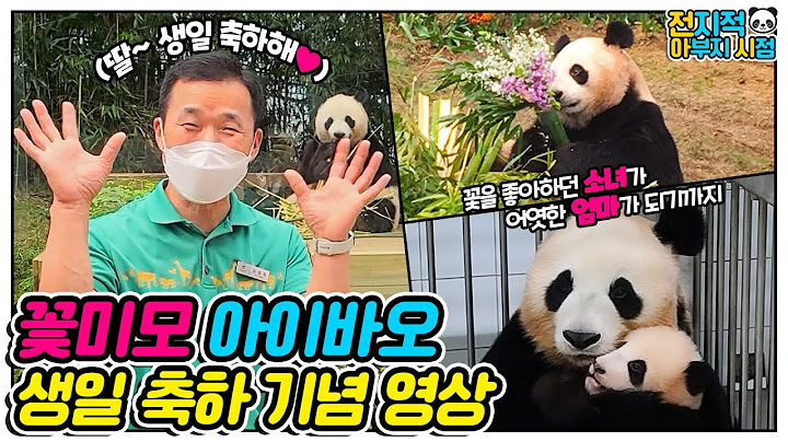 [전지적 아부지 시점] 푸바오: 엄마 생일 축하해요! 🎂(아이바오 소싯적 시절 대공개!)│에버랜드 판다월드(Everland Panda Aibao)