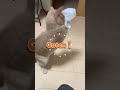 猫飼ってるとソファーはボロボロになるよね😨 #cat DoubleTapBeat#ちゃちゃまる #cat #catvideos #猫#shorts#虹深ぬふ
