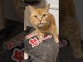 【激おこ花凛ちゃん】たくさん一緒に寝ようね~ #猫 #cat #shorts