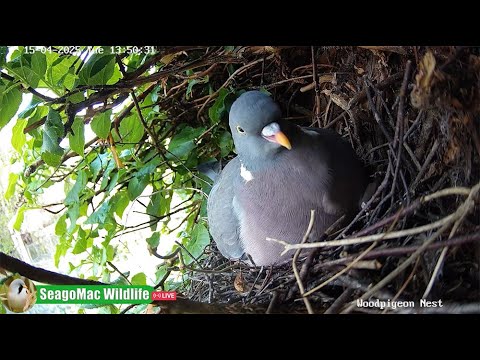 Woodpigeon Nest Live Stream -SeagoMac Wildlife
