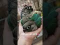 a palma cheia de felicidade 😍🥰 duas lindas conures