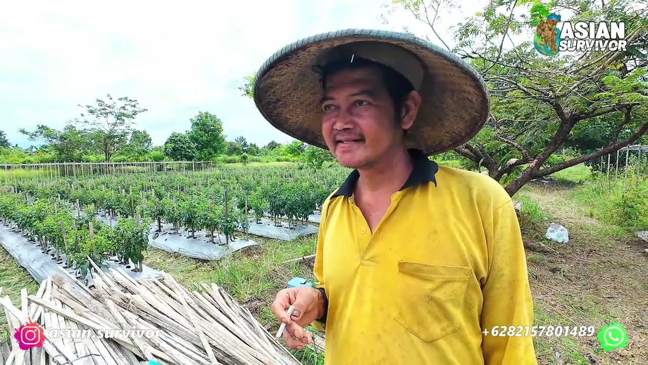 KONDISI SAKIT TIDAK MENGHALANGI PAK SUDRAJAT BERTANI, KELOLA LAHAN PERTANIAN TRANSMIGRASI KALIMANTAN