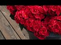 Artificial Red Geraniums Review 🌺 | Realistic UV-Resistant Outdoor Flowers for Porch & Patio