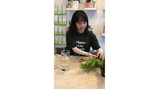 How To: Water Propagation 101 with Shopkeeper Allie